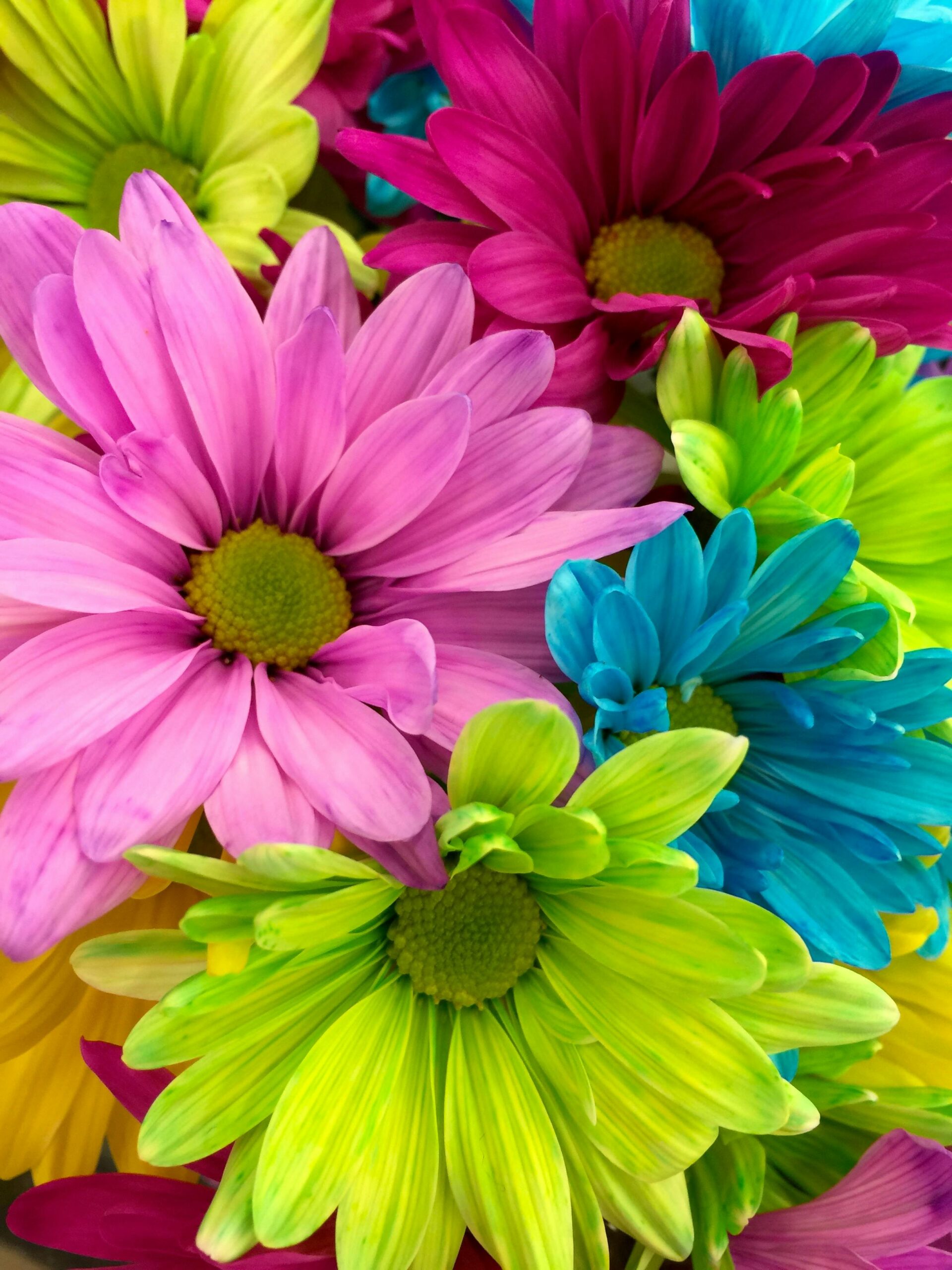 various coloured flowers